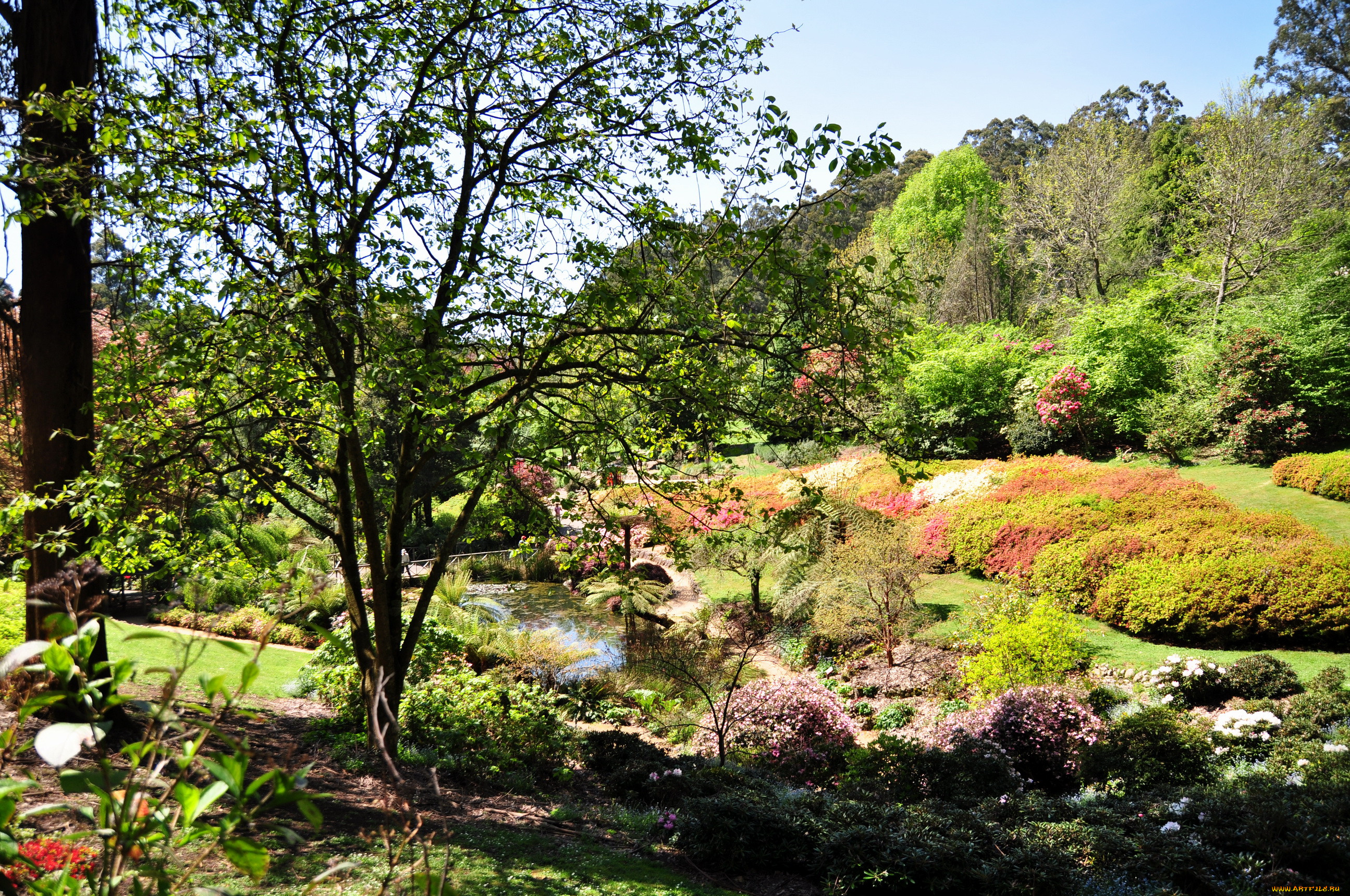 national, rhododendron, gardens, olinda, , , 